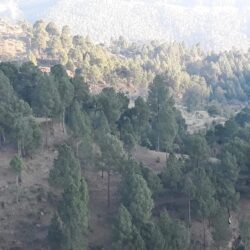 350 nali land for sale Almora to Kosi road double side road