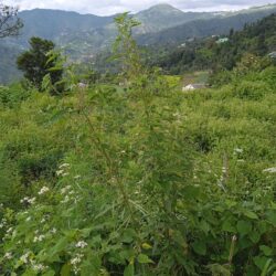 4 nali himalayan view land for sale in dhanachuli