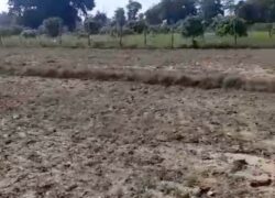 6 Bigha Highway Land for Sale in Chunakhan, Bel Parao