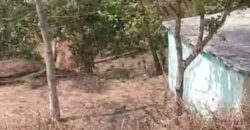 2.5 Nali land in Dwarahat, Asgoli Road