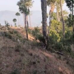 23 Nali Non-Agriculture Land in Almora