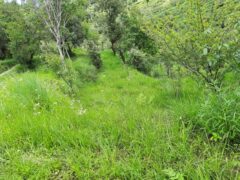 4 Nali Land for Sale or Lease in Nathuakhan – Ramgarh Block