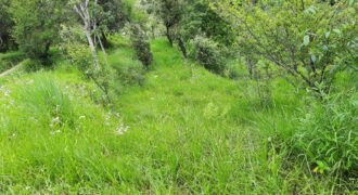 4 Nali Land for Sale or Lease in Nathuakhan – Ramgarh Block