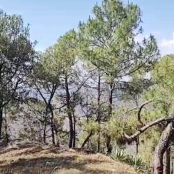 Land in Ranikhet Area – Near Chiliyanaula