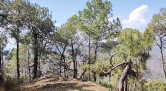 Land in Ranikhet Area – Near Chiliyanaula