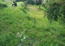 10 Nali SC Land Paharpani