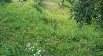 10 Nali SC Land Paharpani