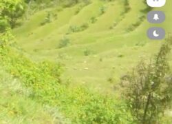 25 Nali land sale near kanchi dham ( kherna Tipola )