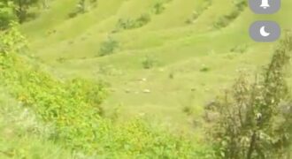 25 Nali land sale near kanchi dham ( kherna Tipola )