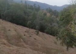 50 Nali Valley View Land for Sale Near Dwarahat & Dunagiri Temple, Uttarakhand