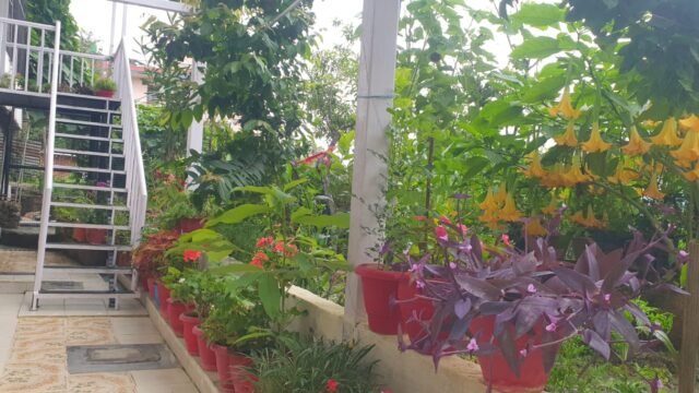 pithoragarh-green-stay-3