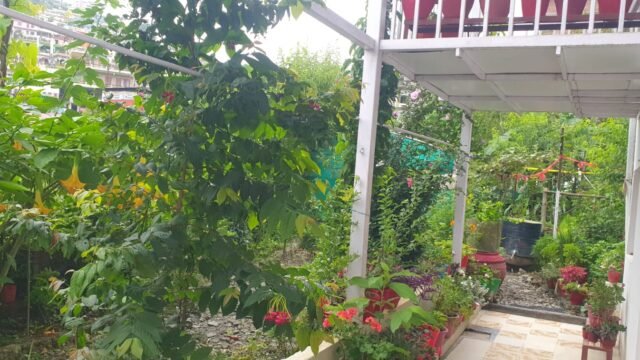 pithoragarh-green-stay-4